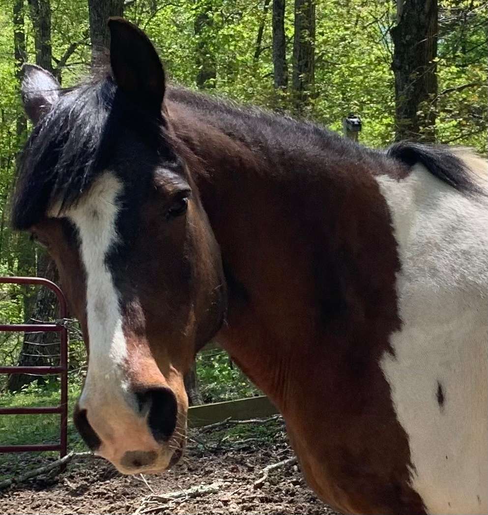Book a 15 minute lead line pony ride on a Paso Fino for $10.00. Birthday pony parties available with at least 24 hours notice. Helmet provided. 