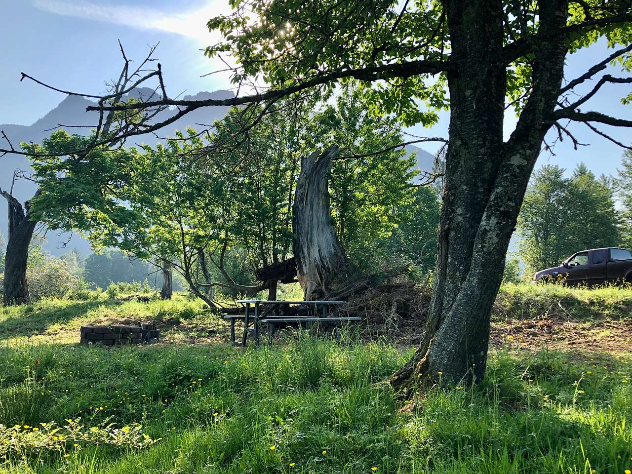Hollow Tree Camp