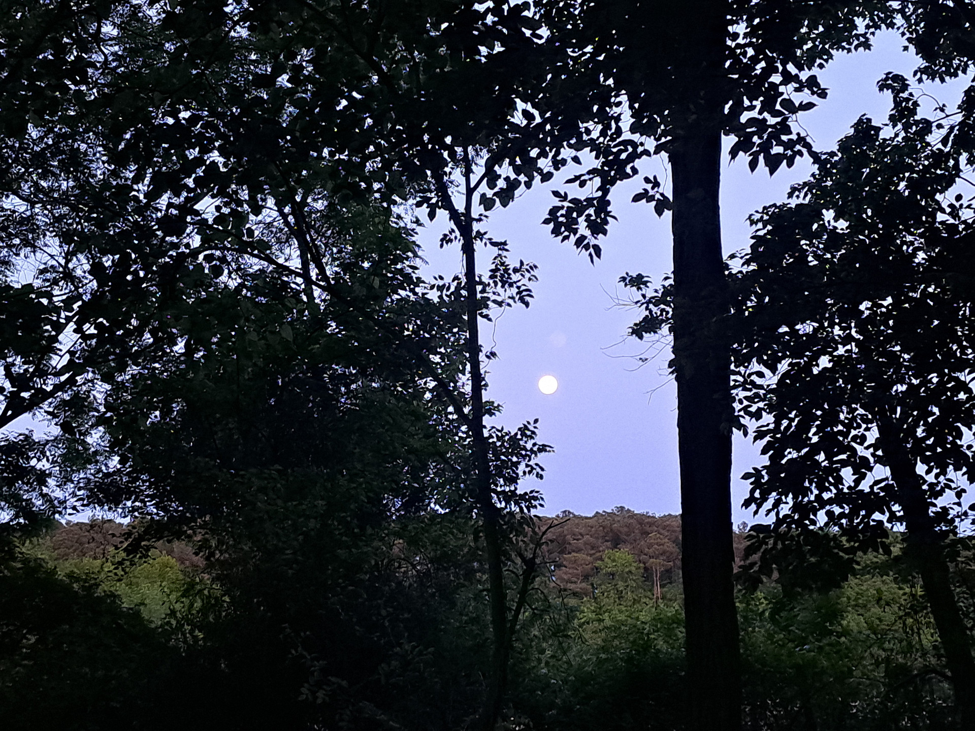 Watershed Woods