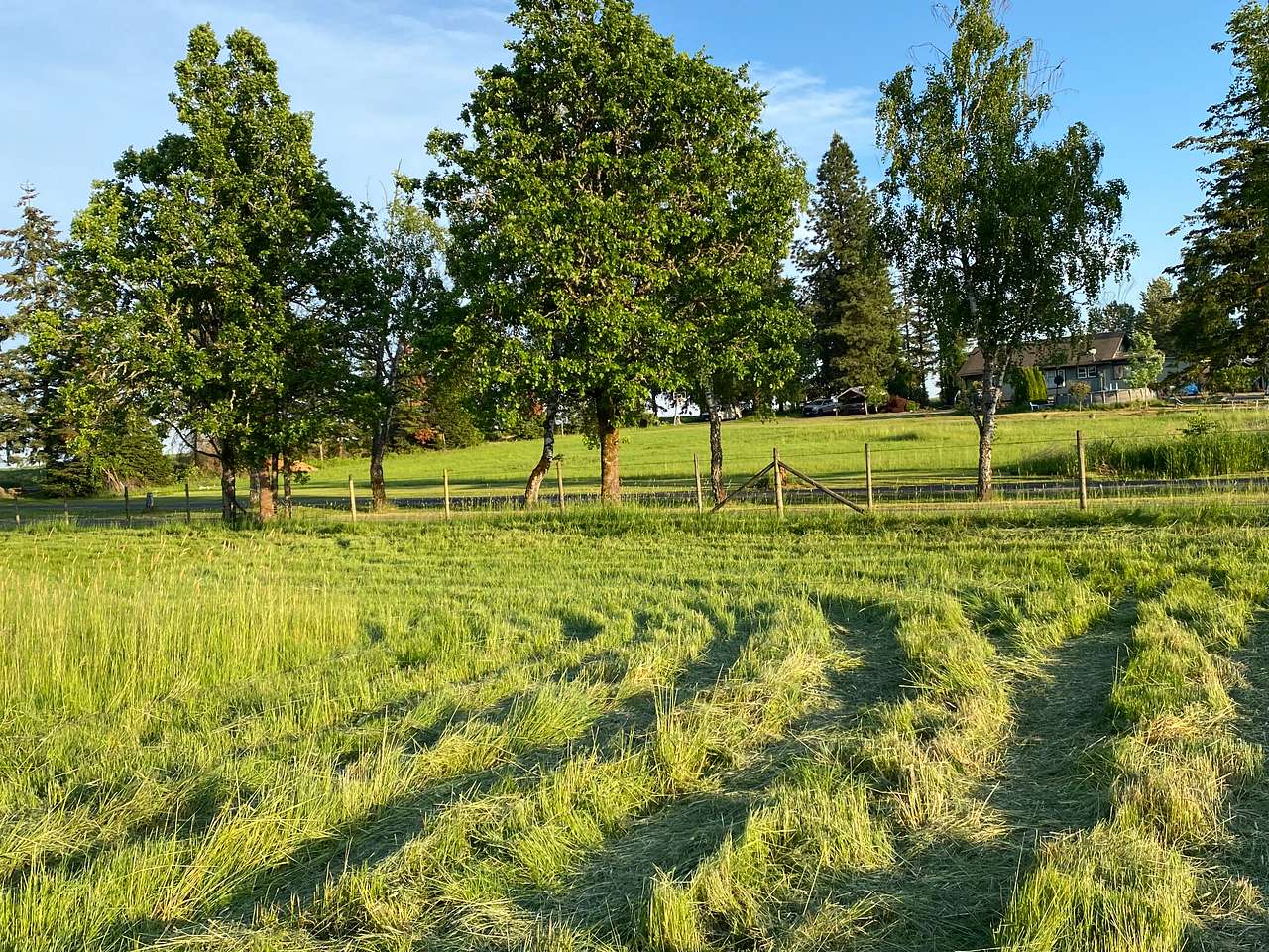 Camp field facing southeast, early summer 2023.