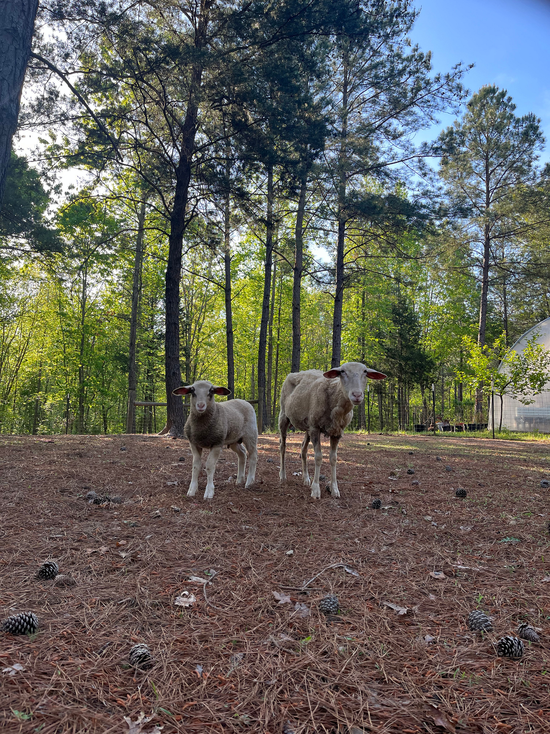 Norman Farms