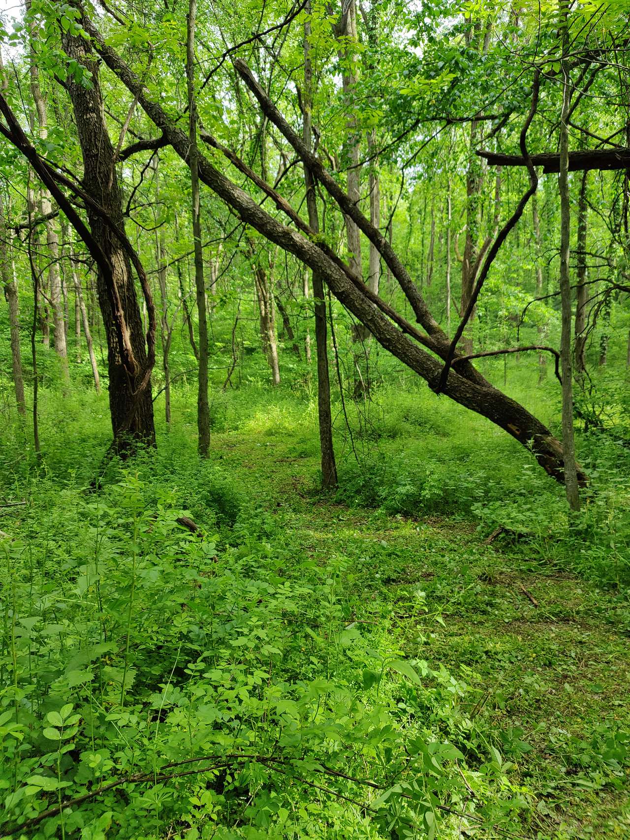 Gage Street Sanctuary