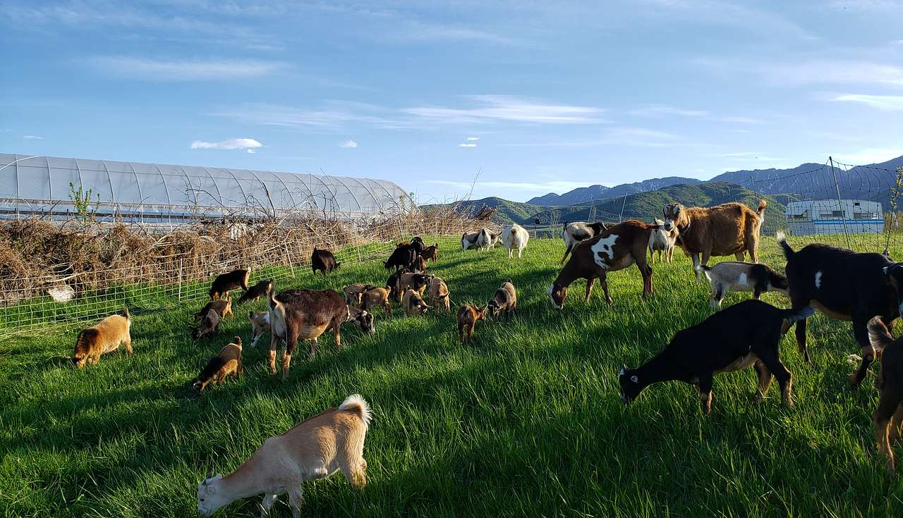 Greetings from the herd!