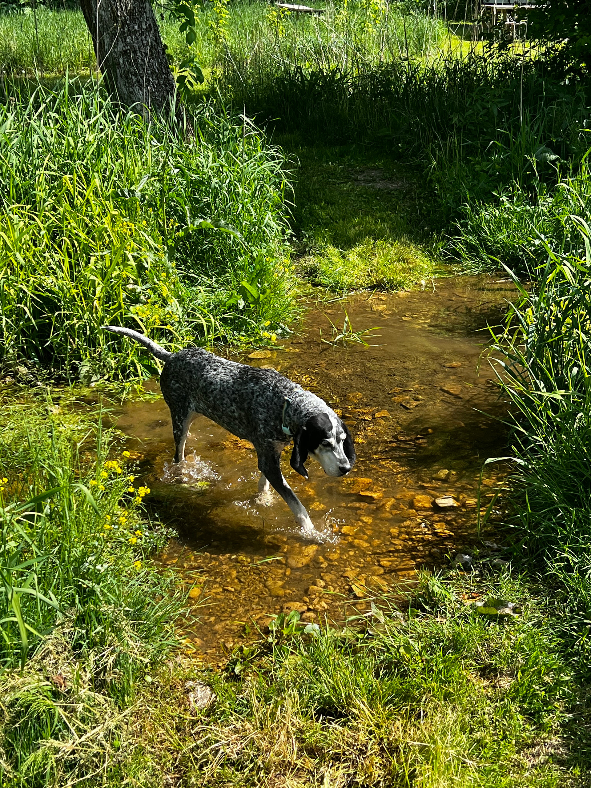 Crossing the creek in the path 