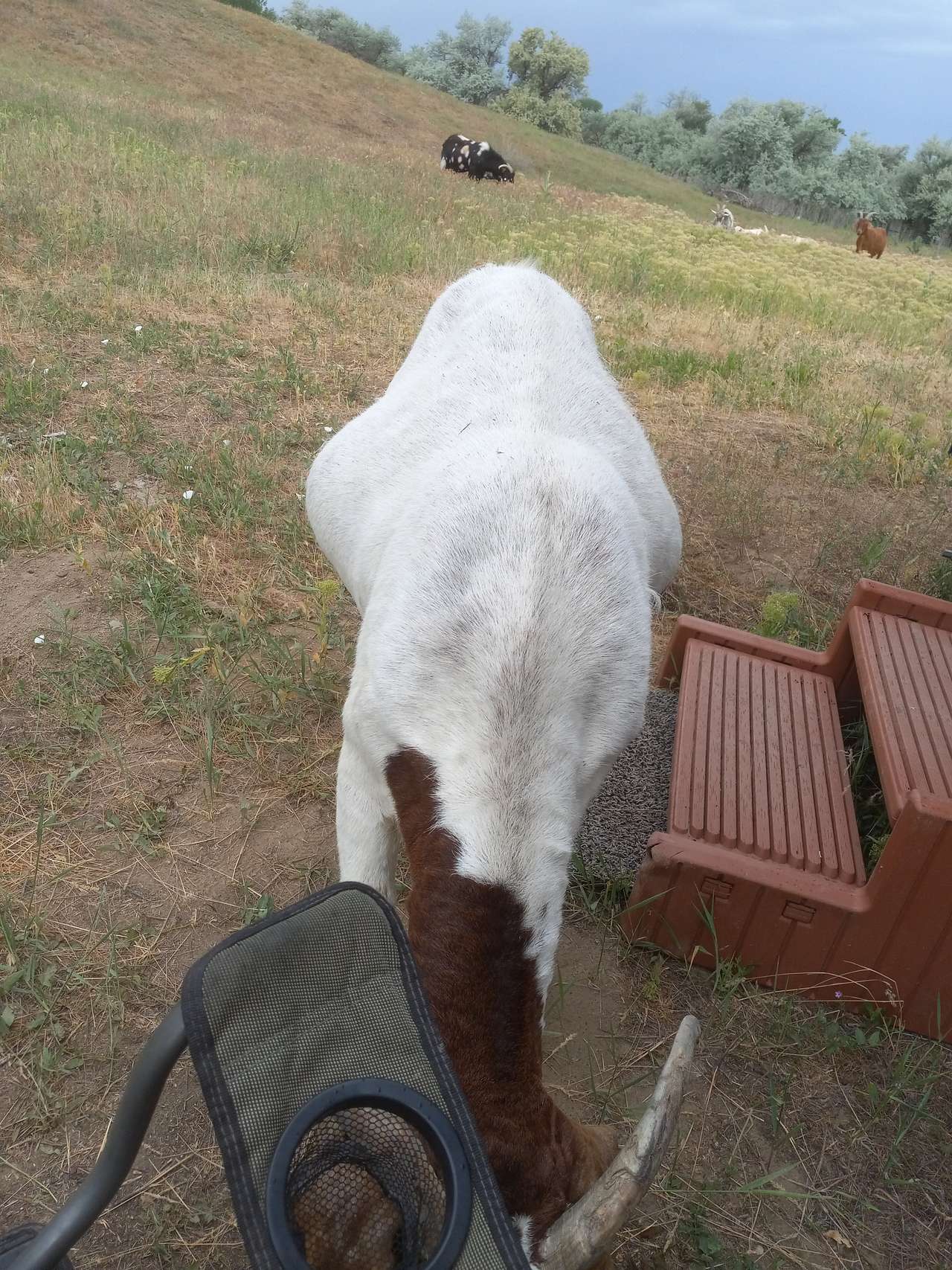 Micone Ranch