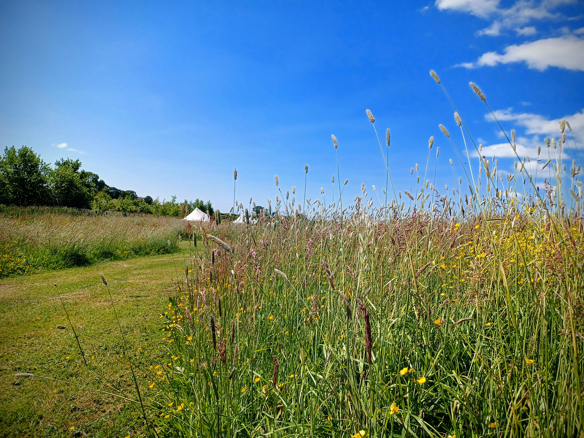 Moss Rose Campsite