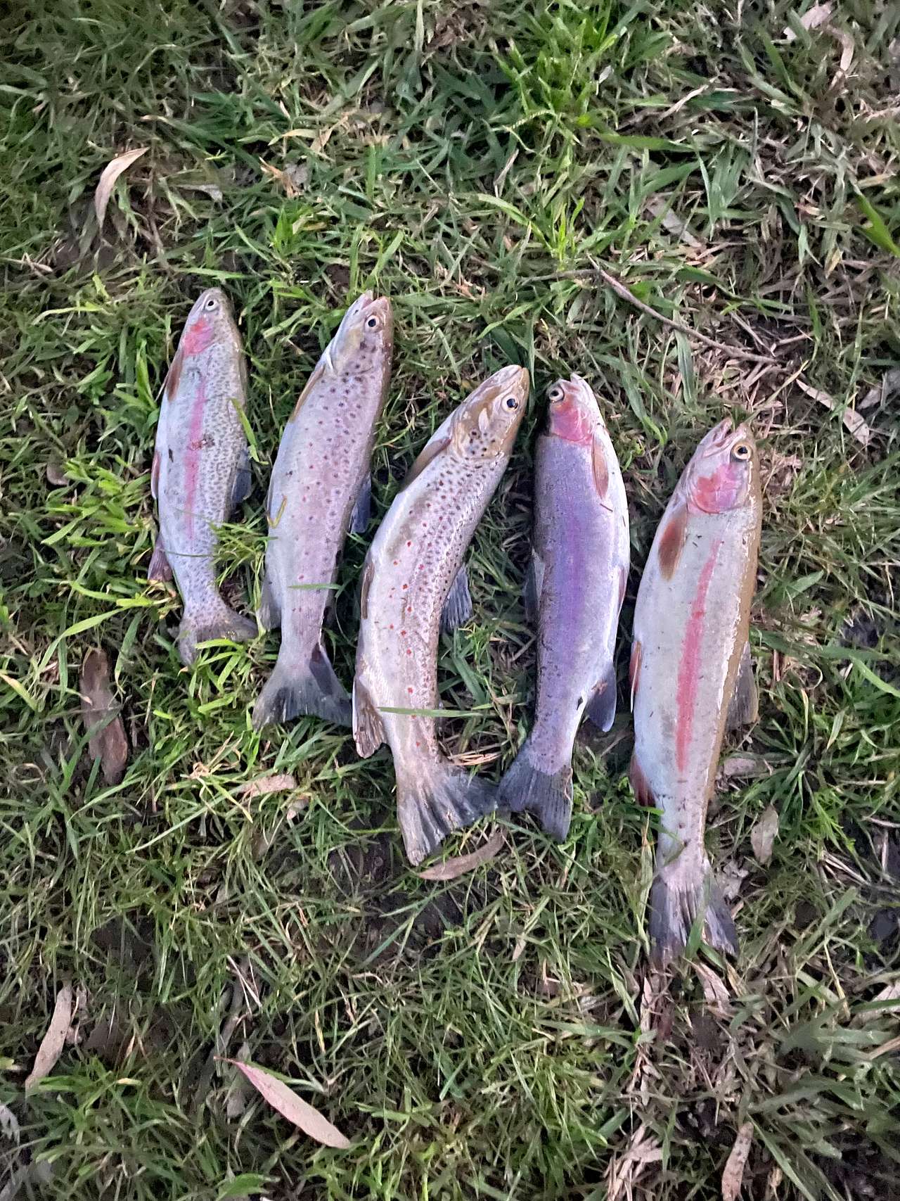 Bahwidgee on Tumut River