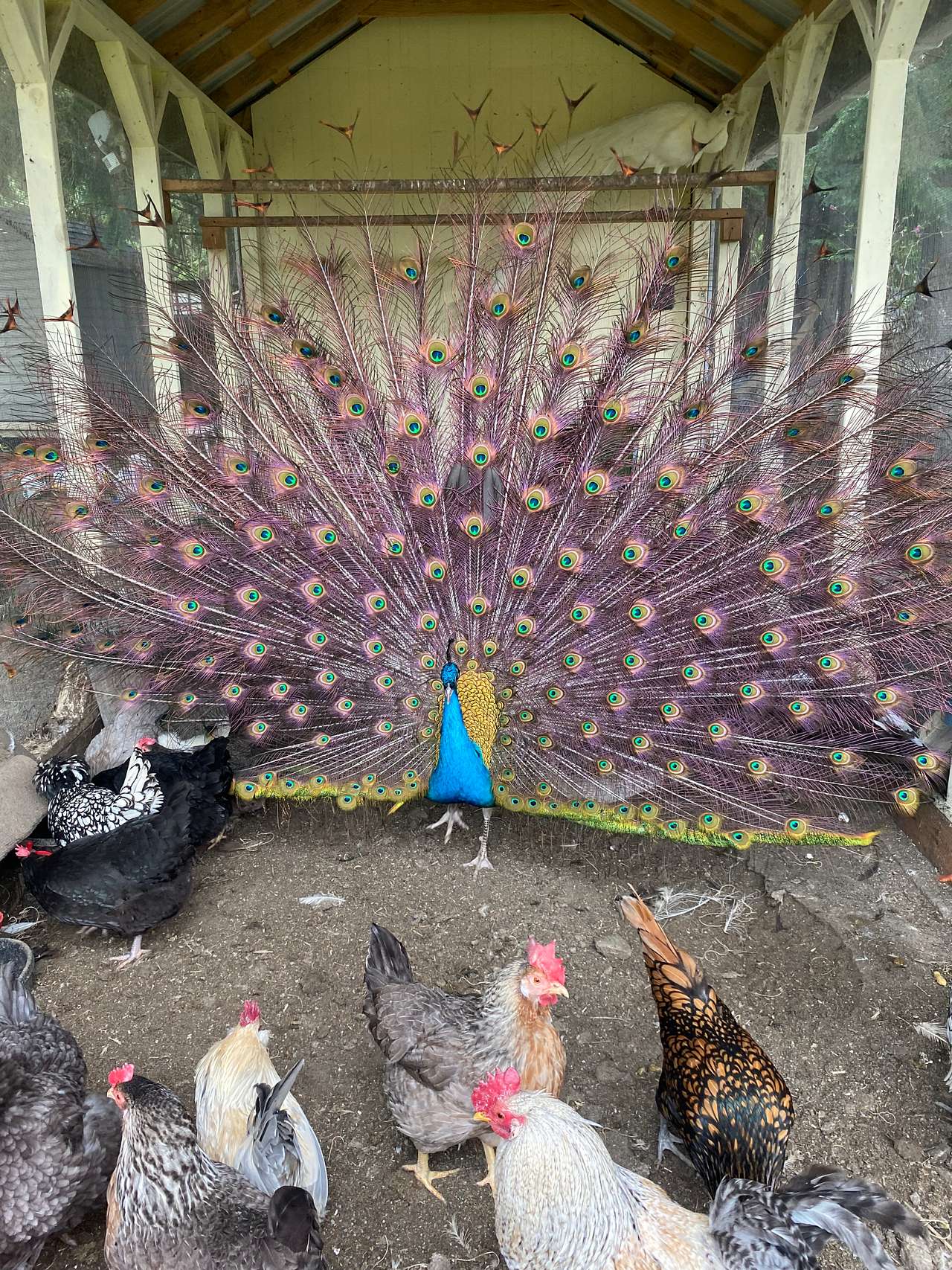 This is Asher our blue peacock. 