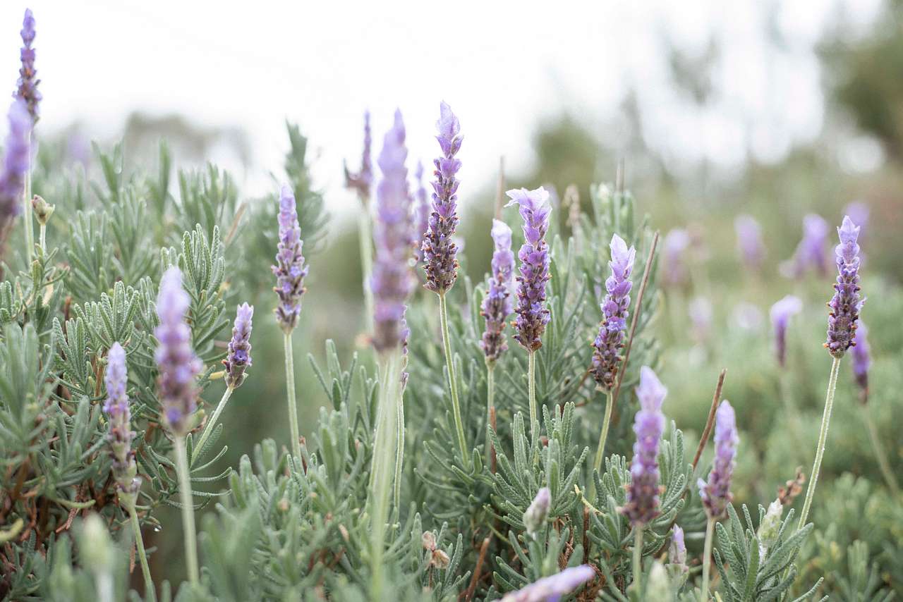 Nannup Lavender Camping and Cottage