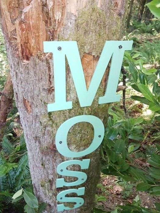 Carnation Moss Forest