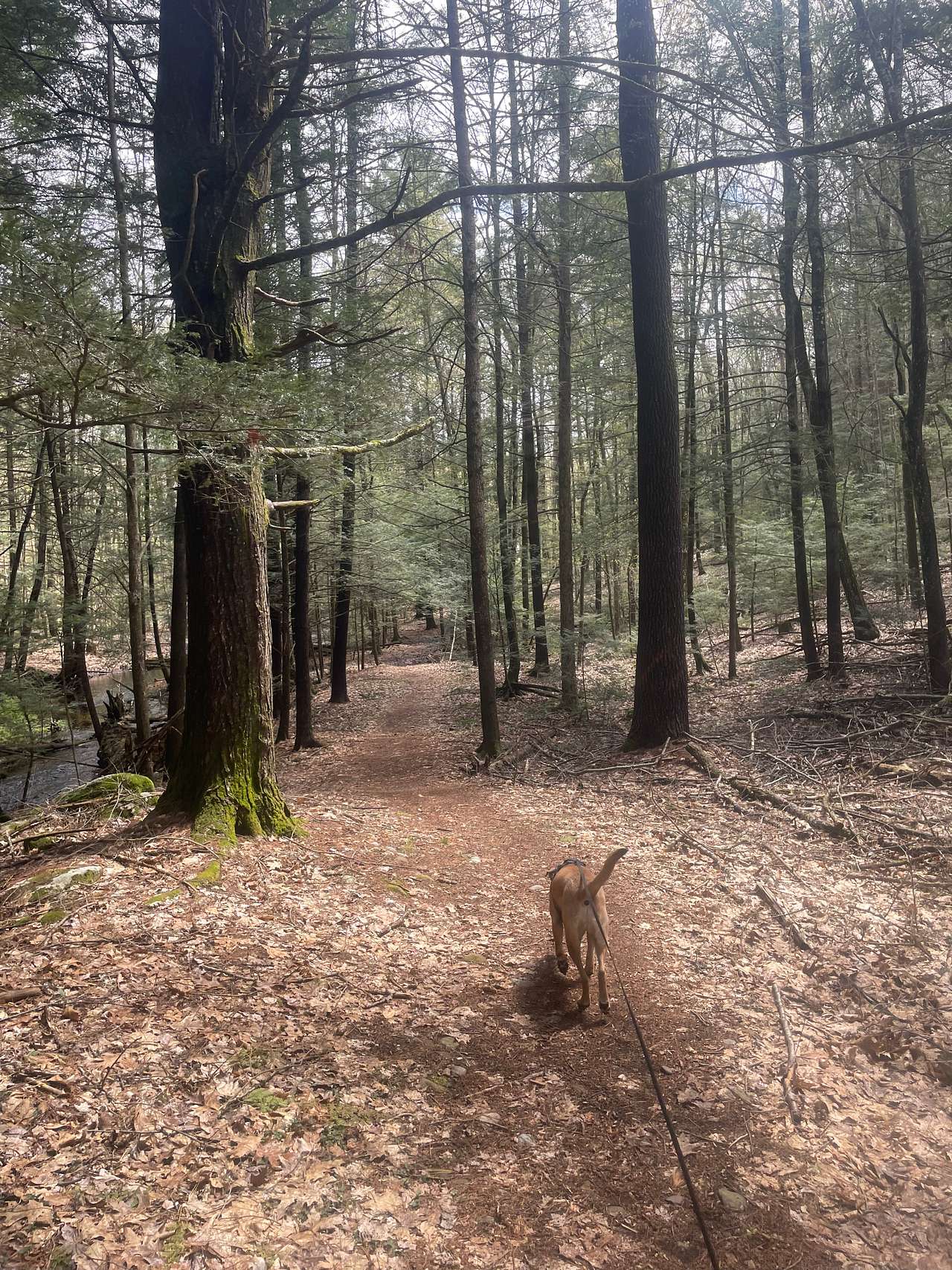 Streamside Camping in Leverett!