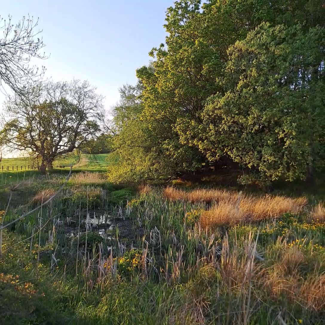 The pond