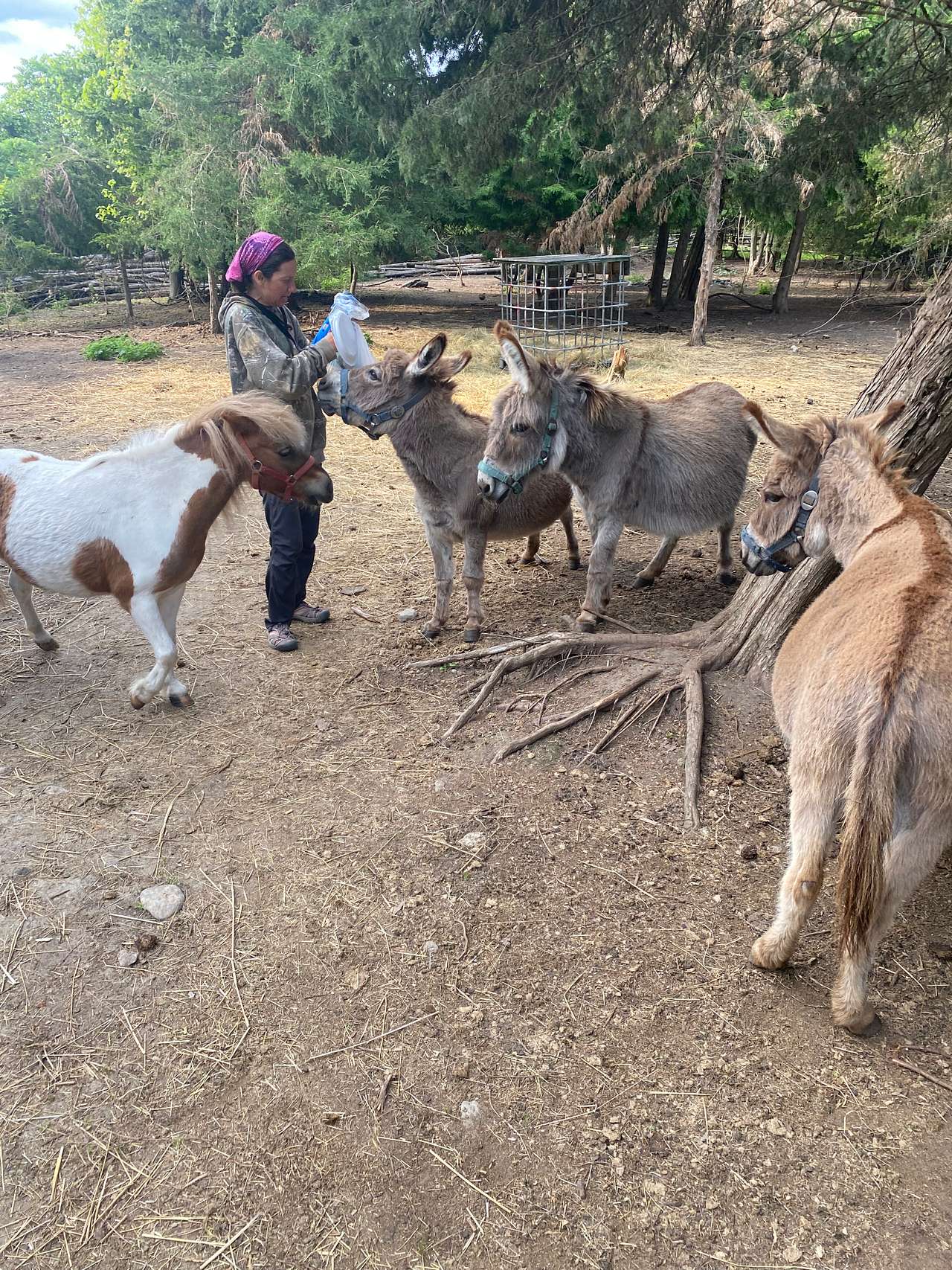 Walk, Brush, Feed Mini horse and donkeys
