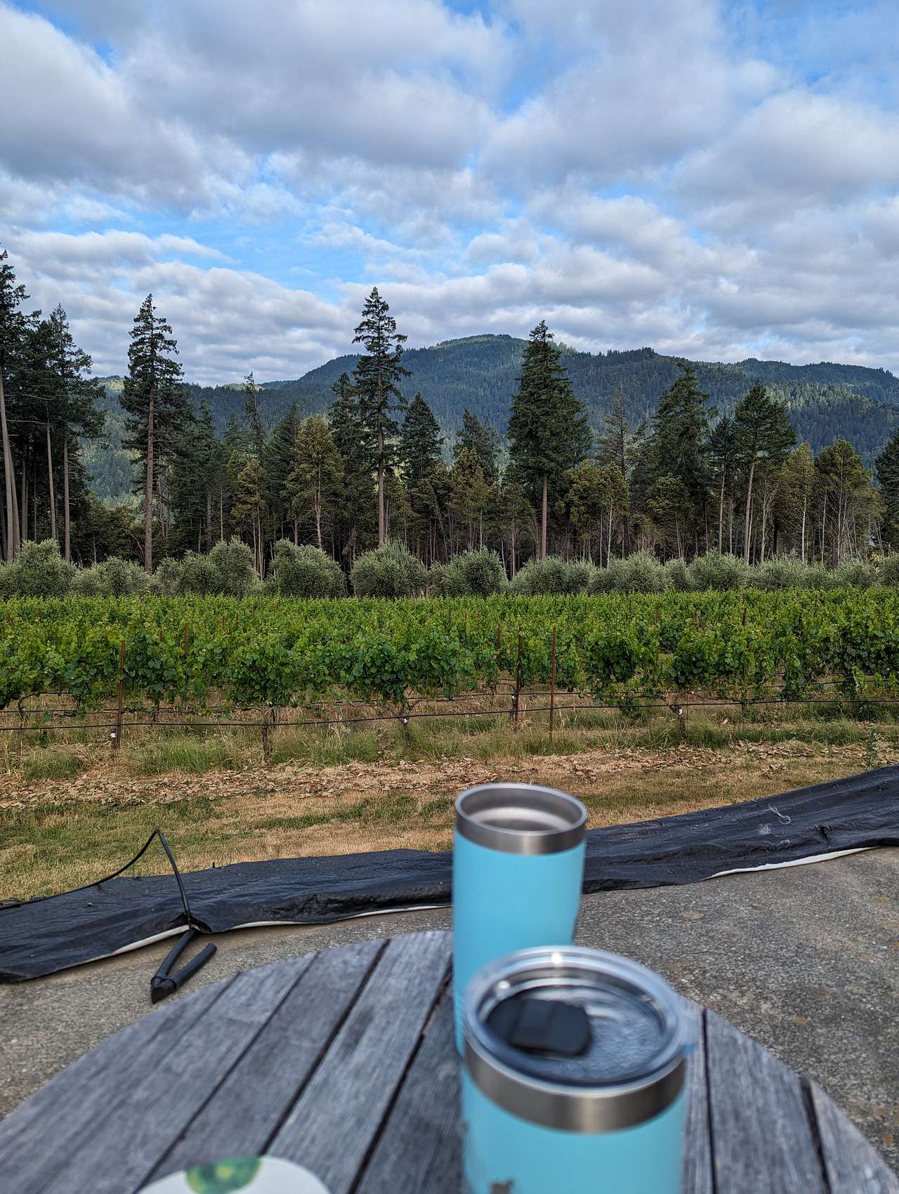Miles Garrett Vineyard