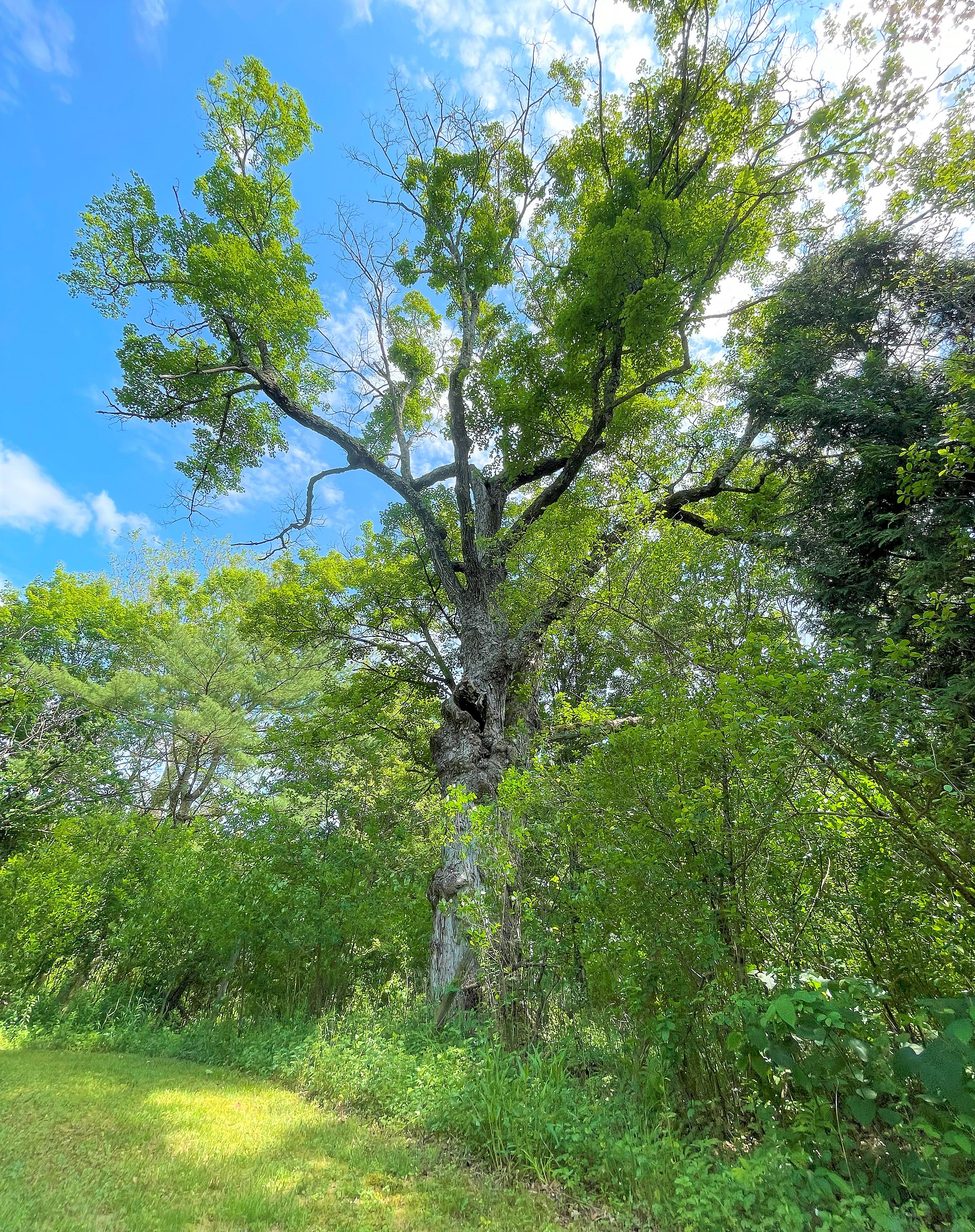 Largest Oak Tree on the property 