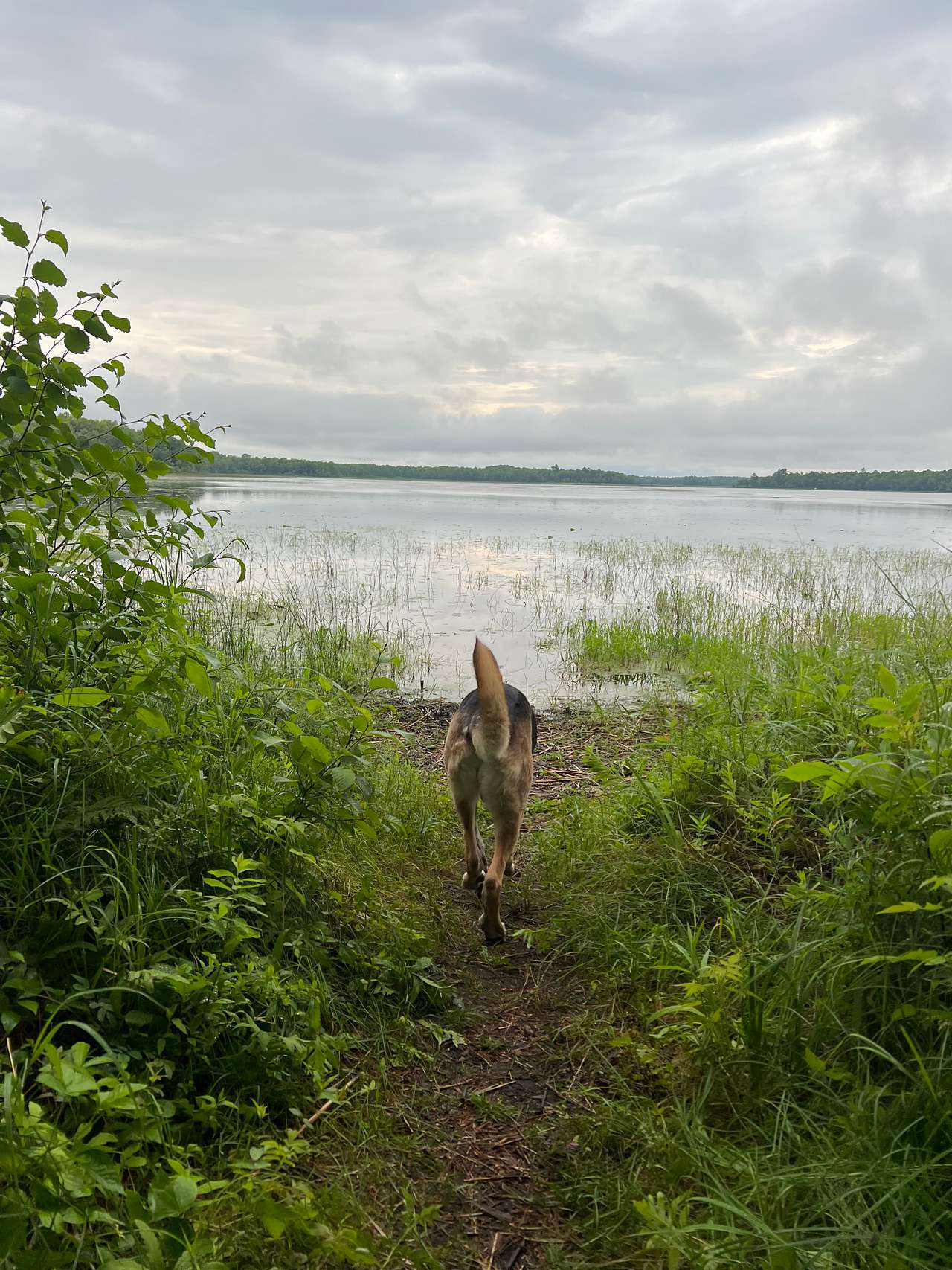 Harvest Loon Camp