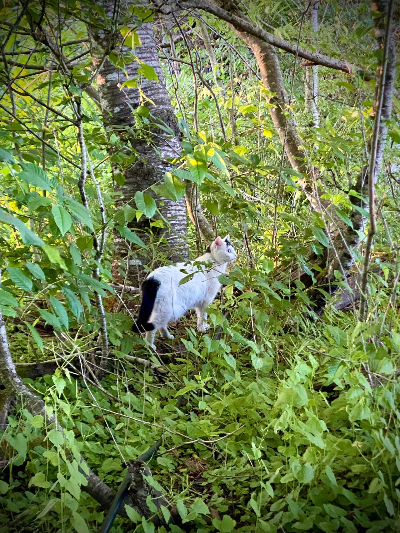 I’m a cat person. This kitty hung out in the yard, but seemed spooked by my tent. Had the cutest tiny meow and let me scratch her head. 