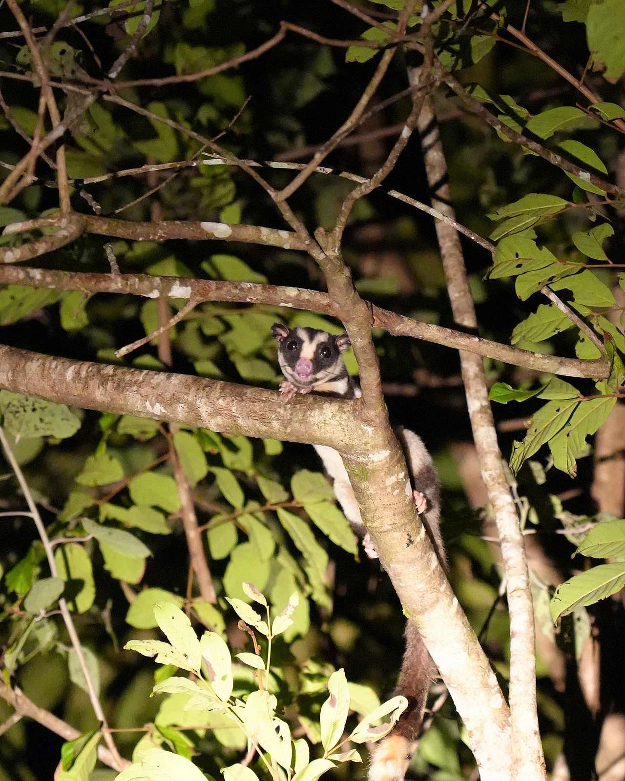 Striped Possum