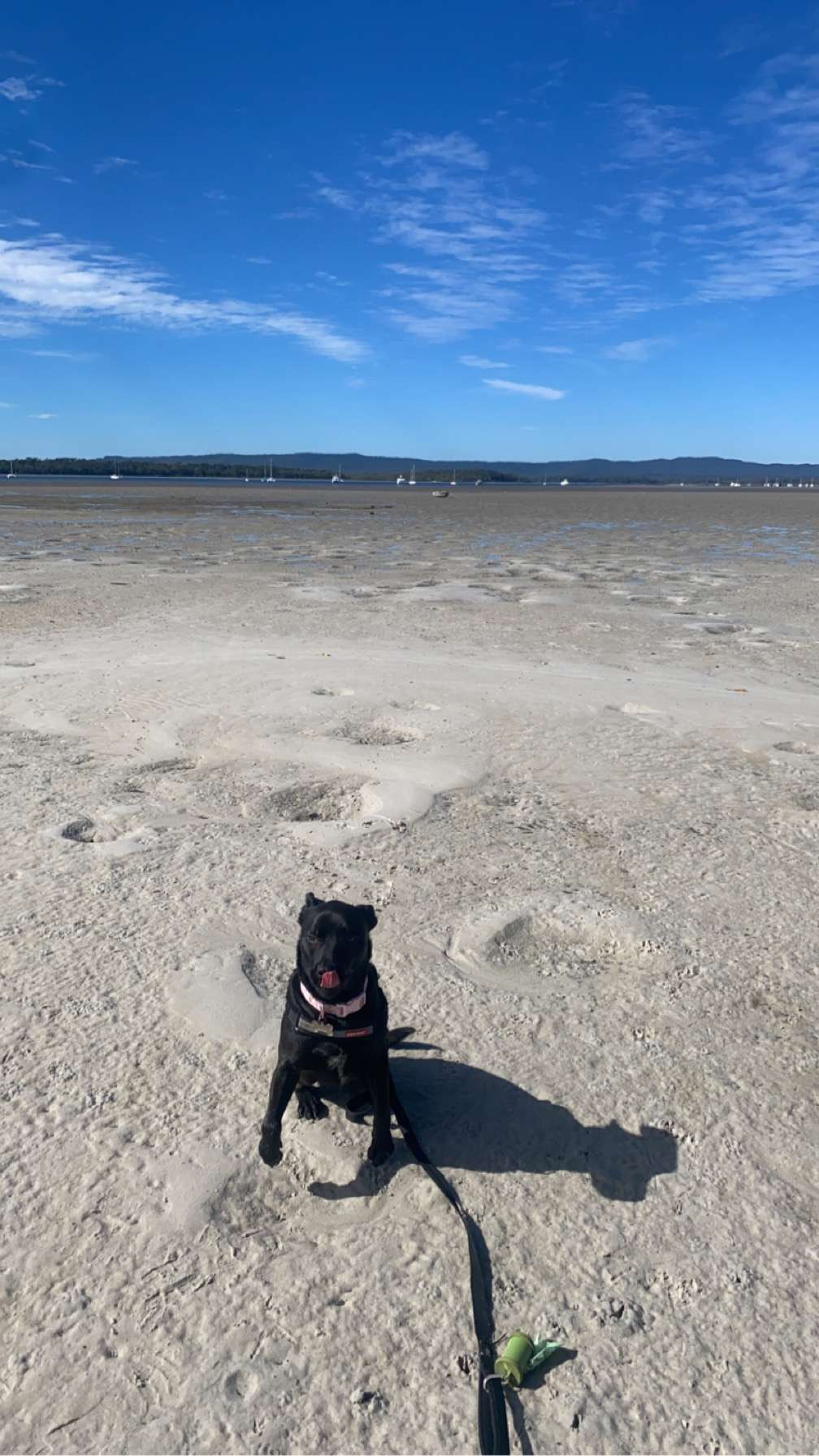 Close to the bay and dog friendly 