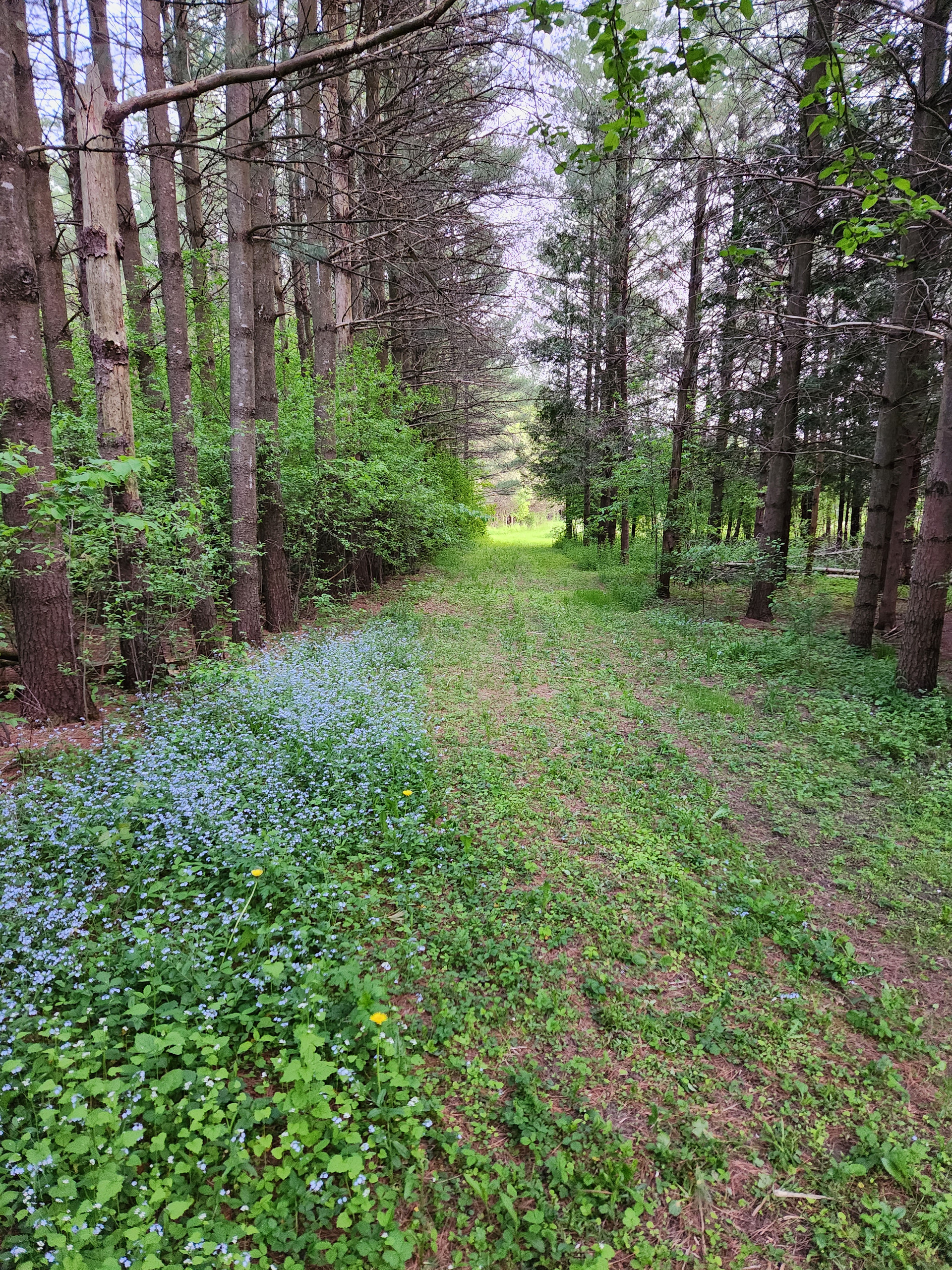 Prospect Forest Acres camping
