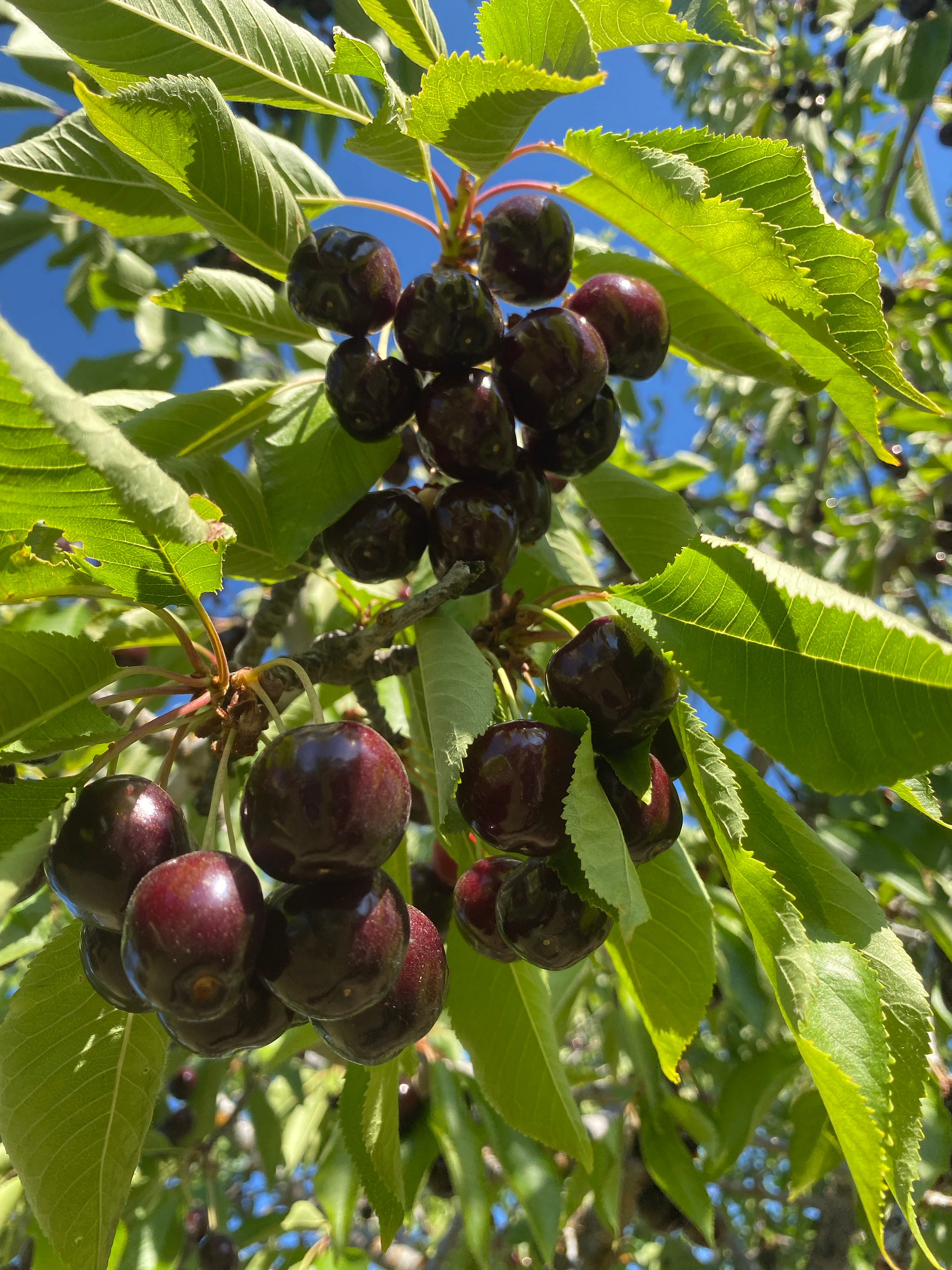 Nàdair Orchard