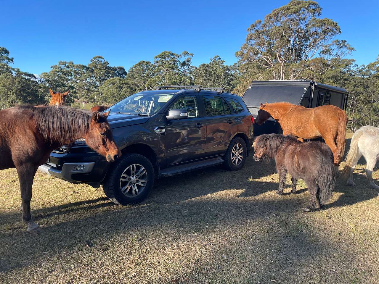 Wootton Arabian Stud Farmstay