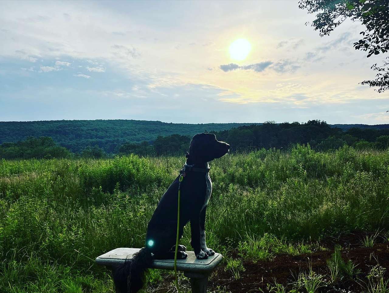 Indiana enjoying the sunset 