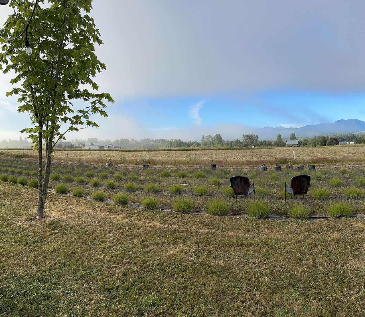 Rain Shadow Lavender Farm