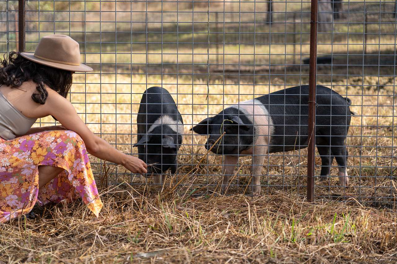 Friendly pigs