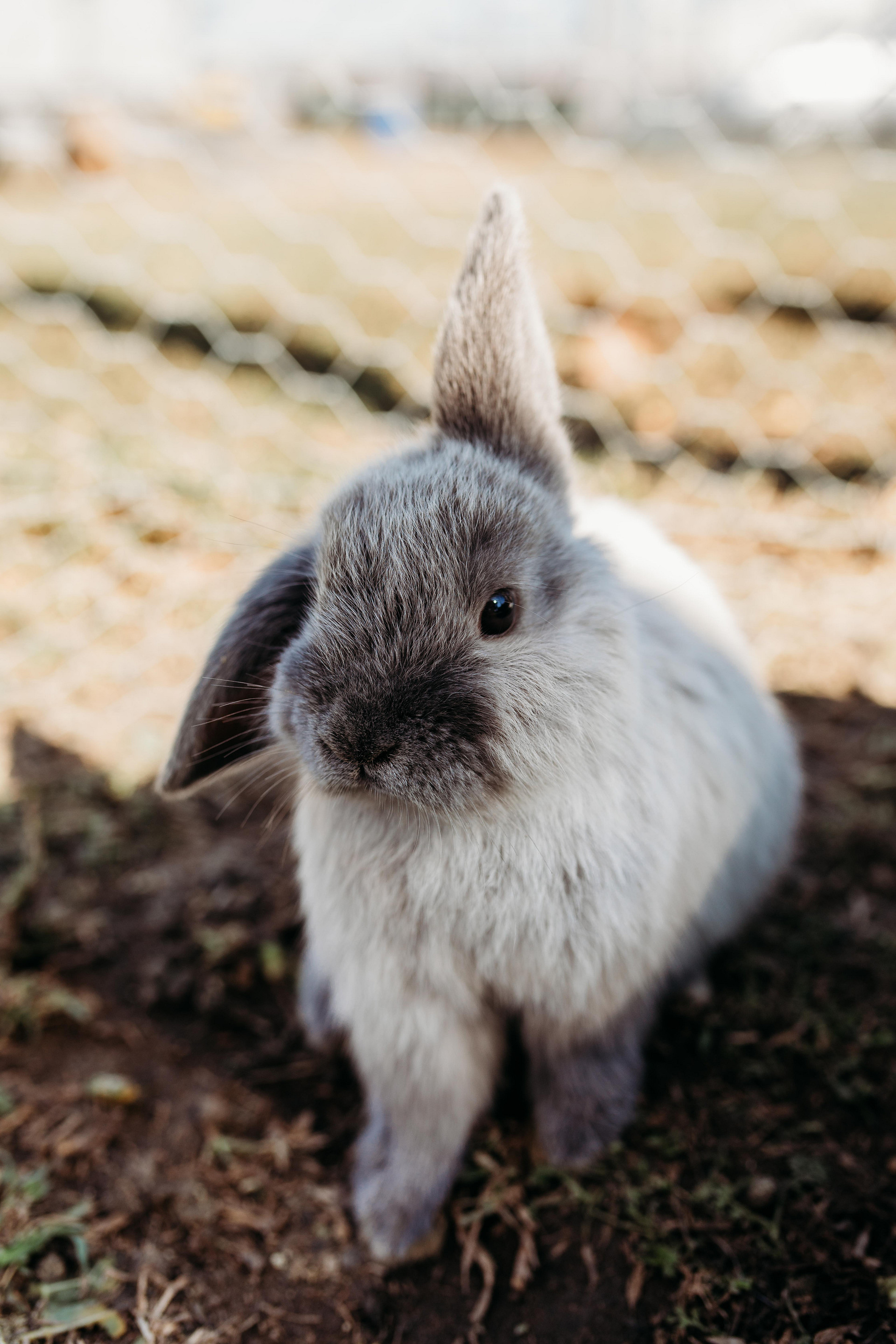 One of the Rabbies, they are so friendly and love a cuddle!