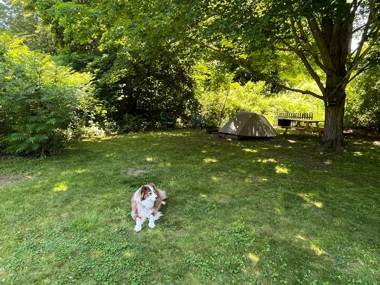 Campsites at CoHo: Conway Hostel