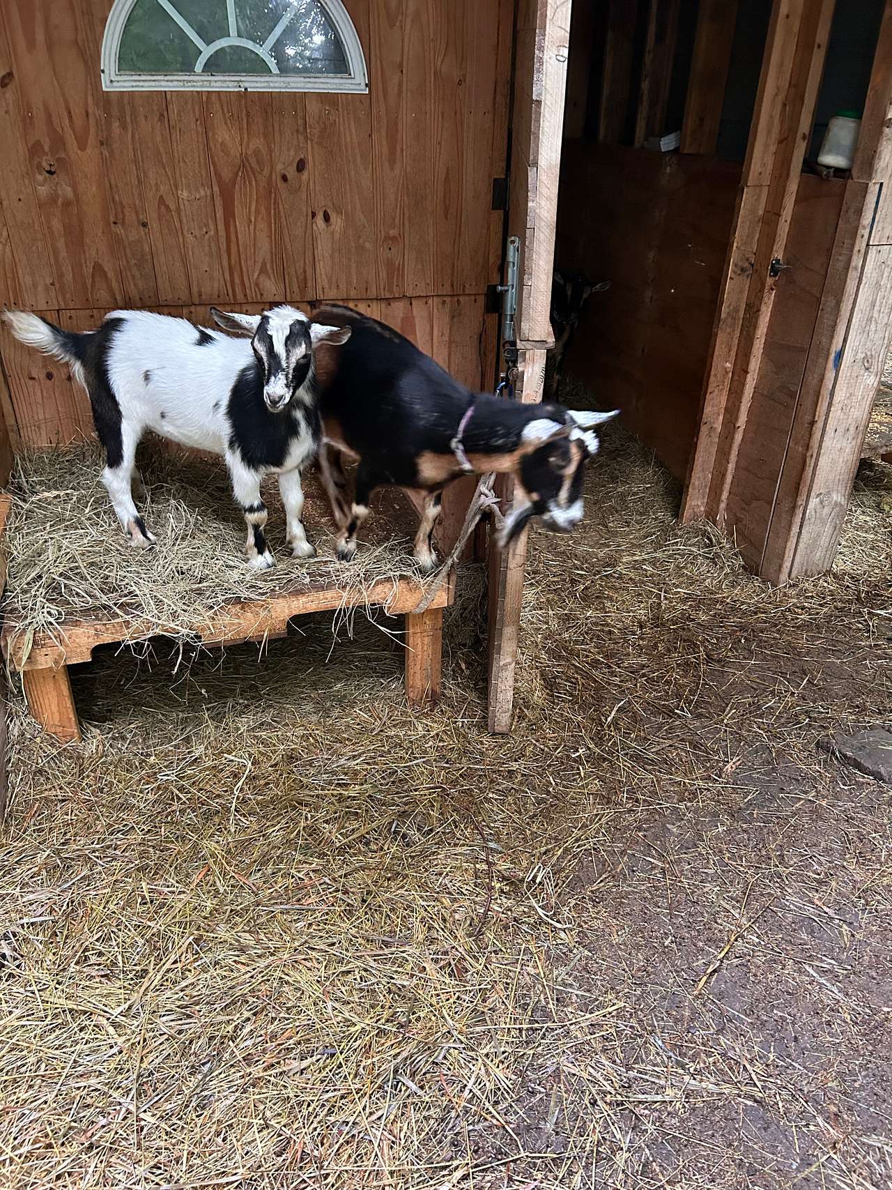 Black Maple Farm