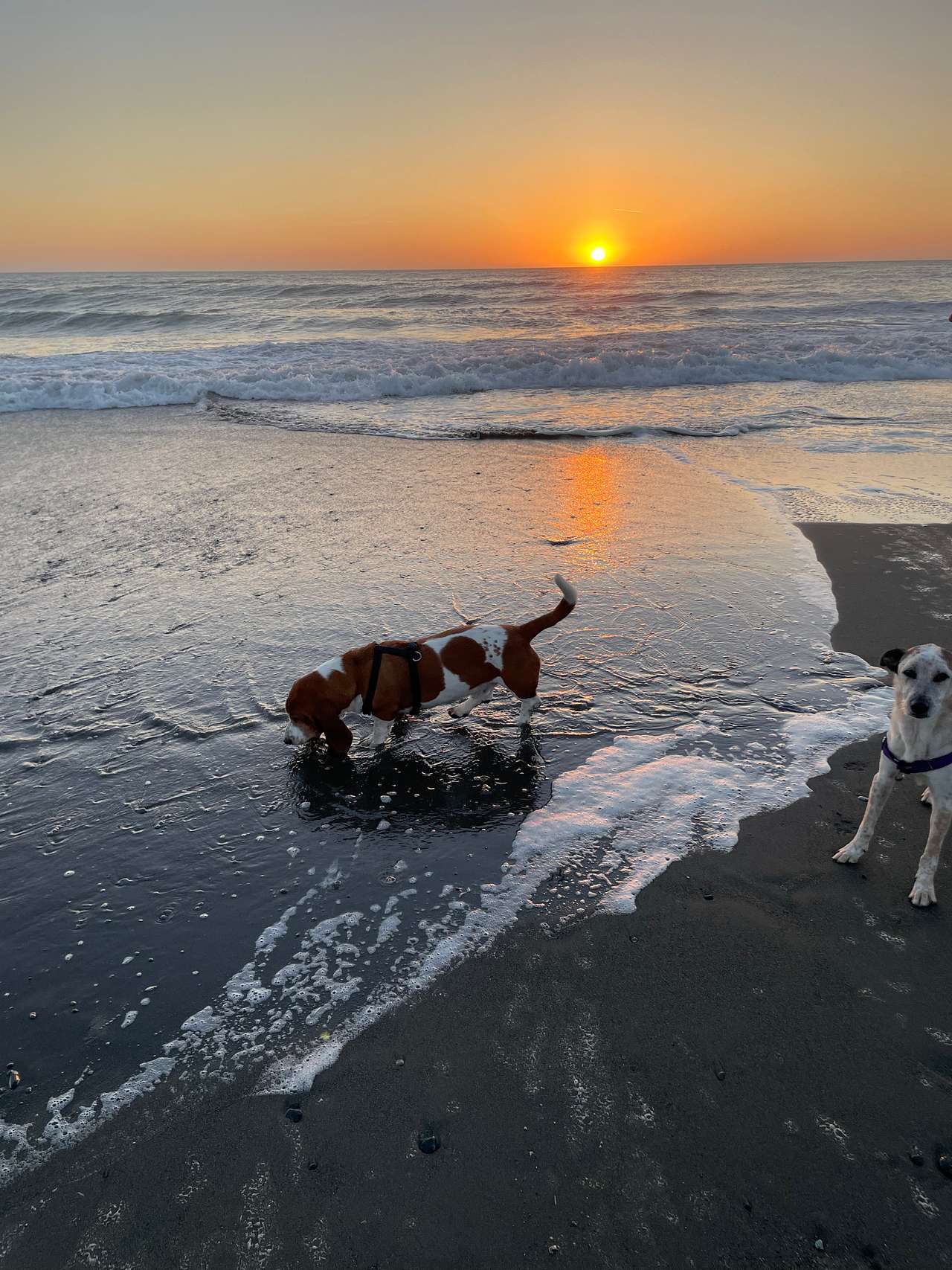 Kellogg Beach is a short 1.3 mi walk/drive