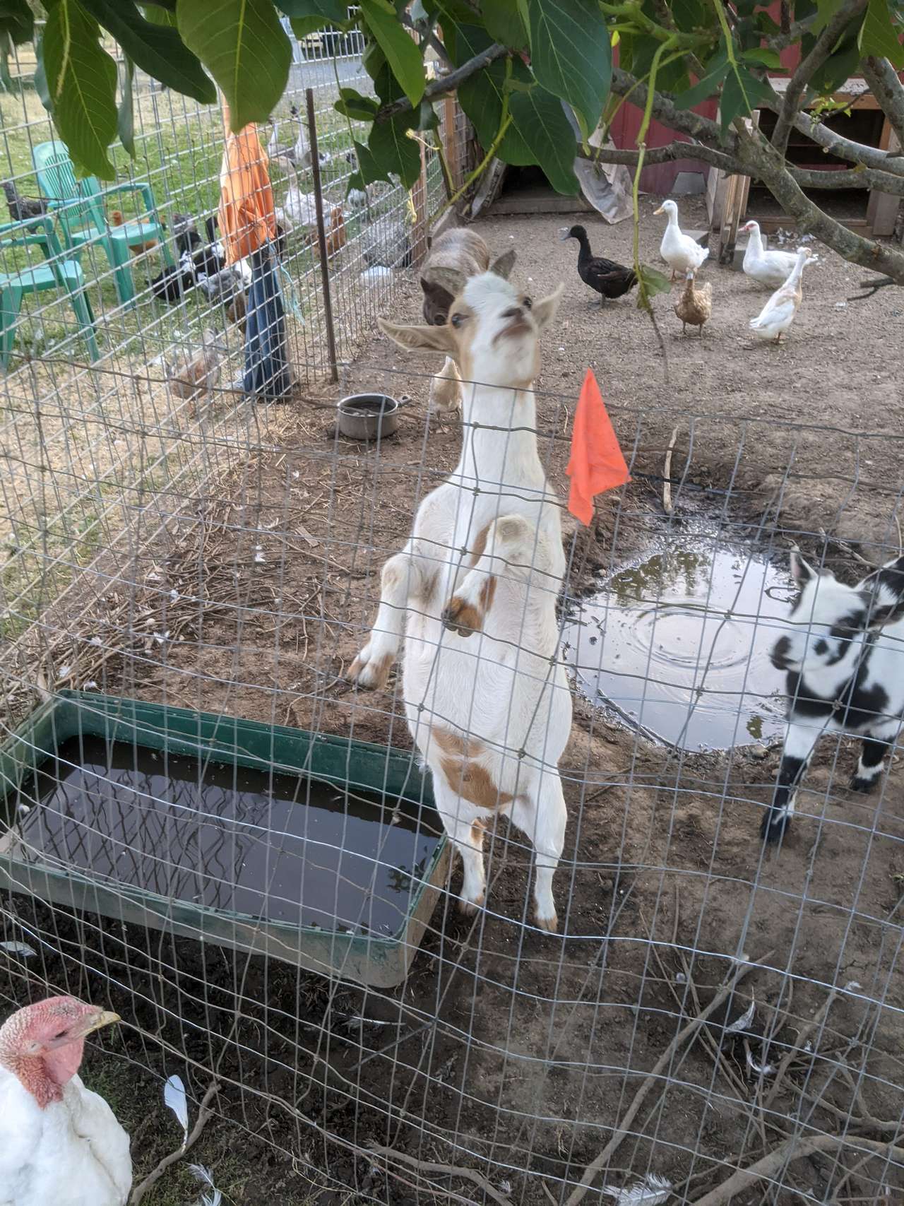 Bode Farms