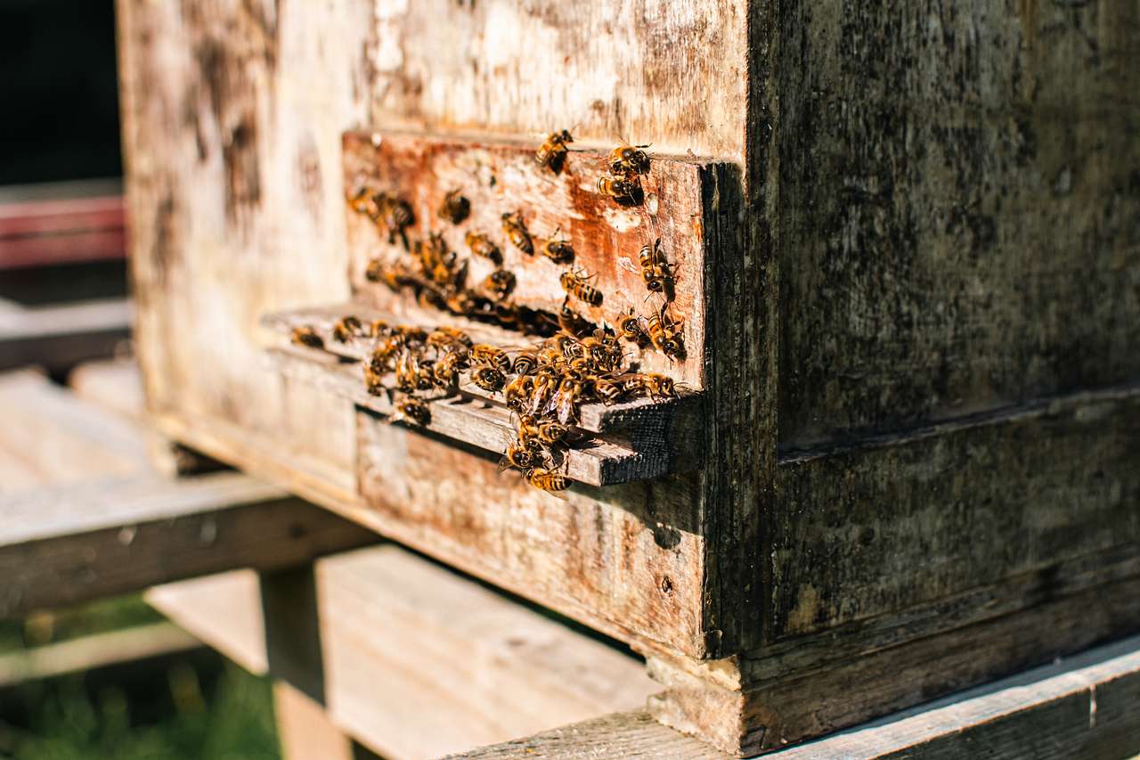 One of the many bee hives that are dotted around the land