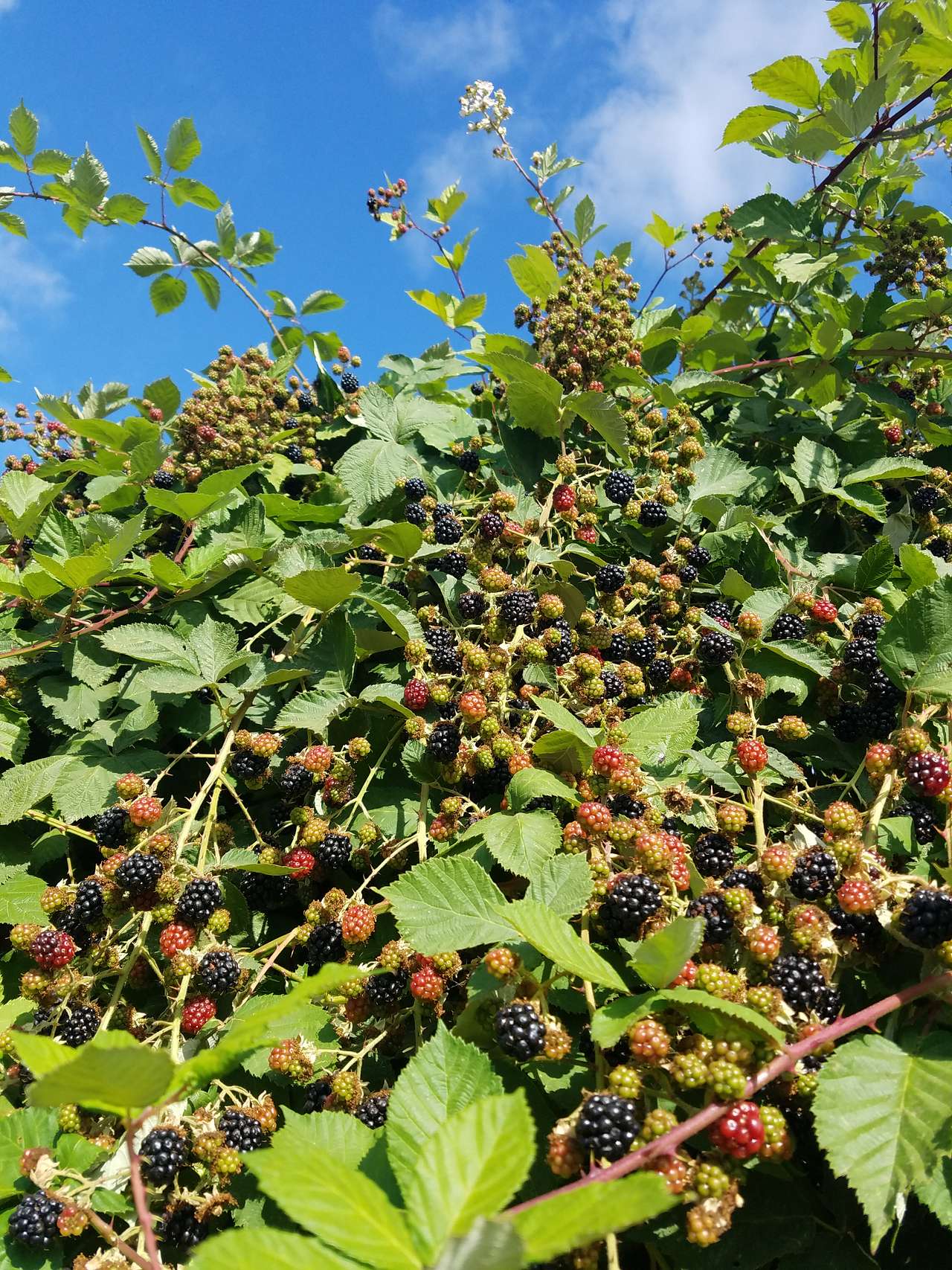 Blackberries!