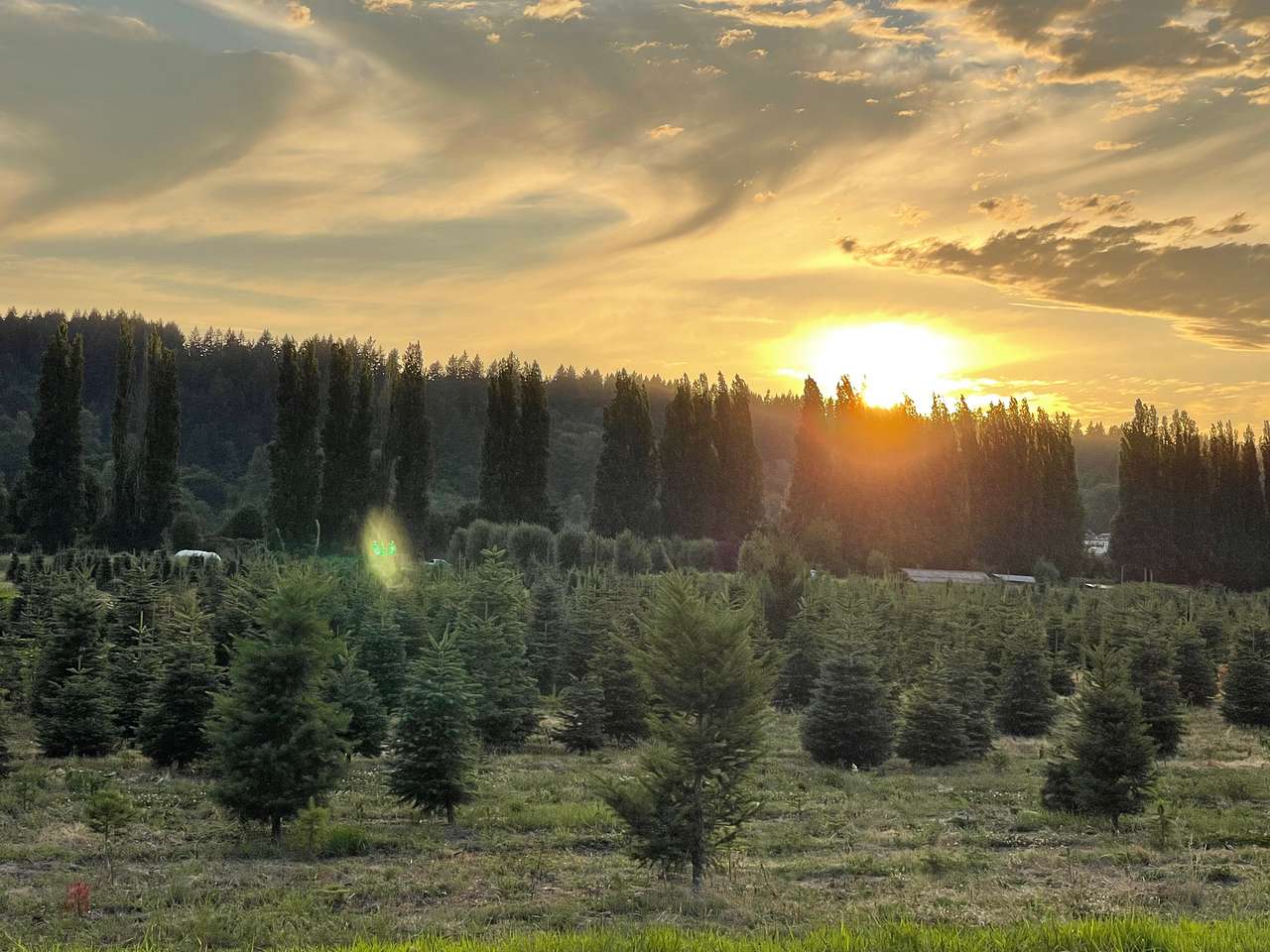 McMurtrey Farm