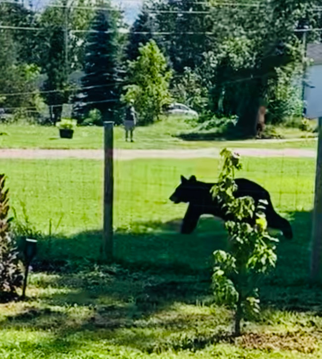 Rustic Black Lab Retreat