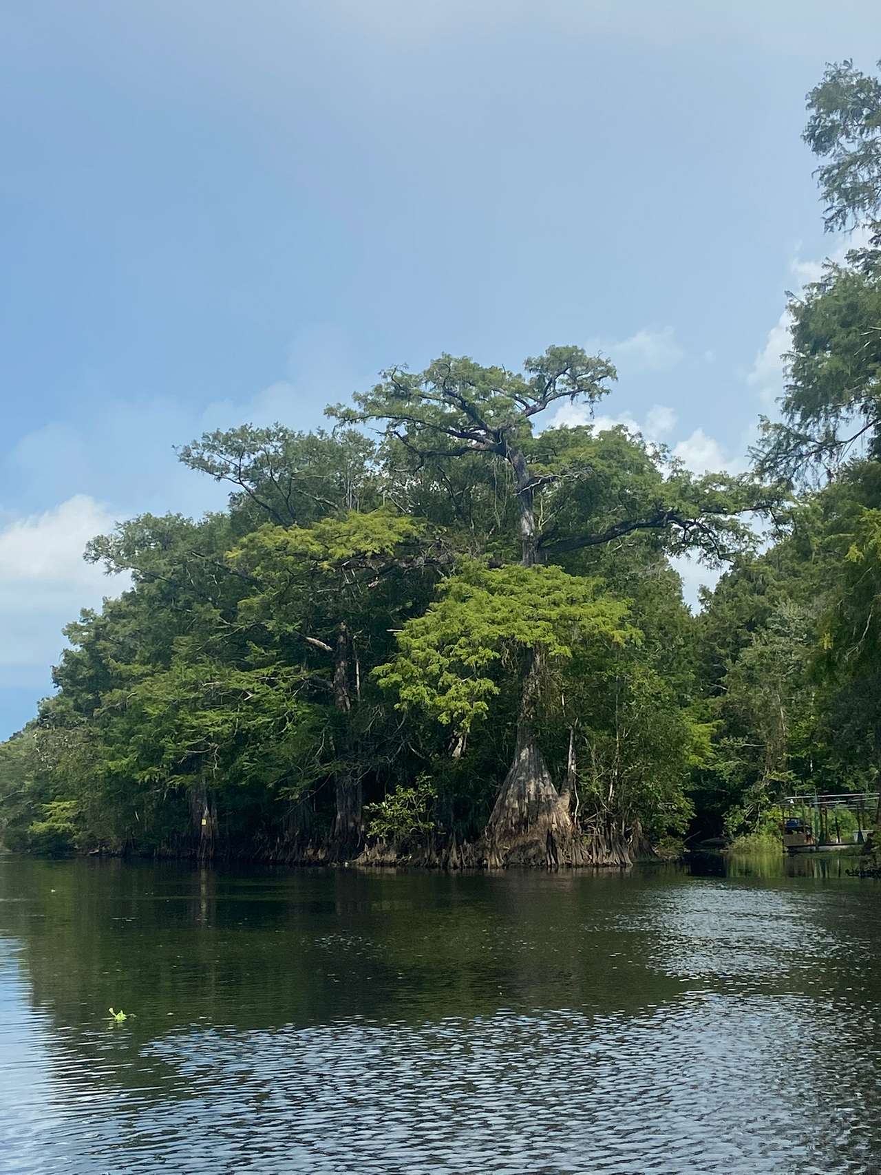 Primitive Island on Withlacoochee