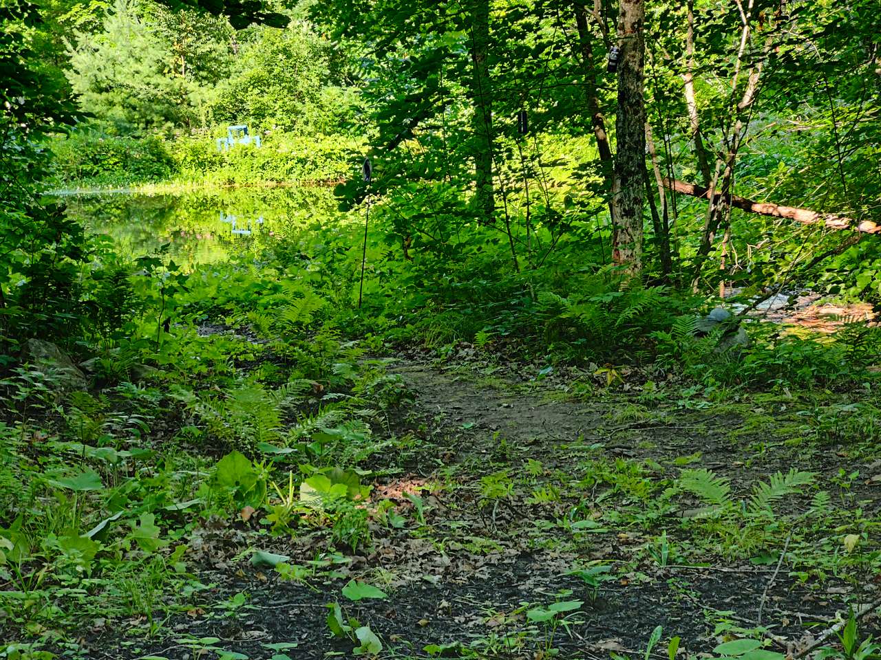 Tent spot by the pond