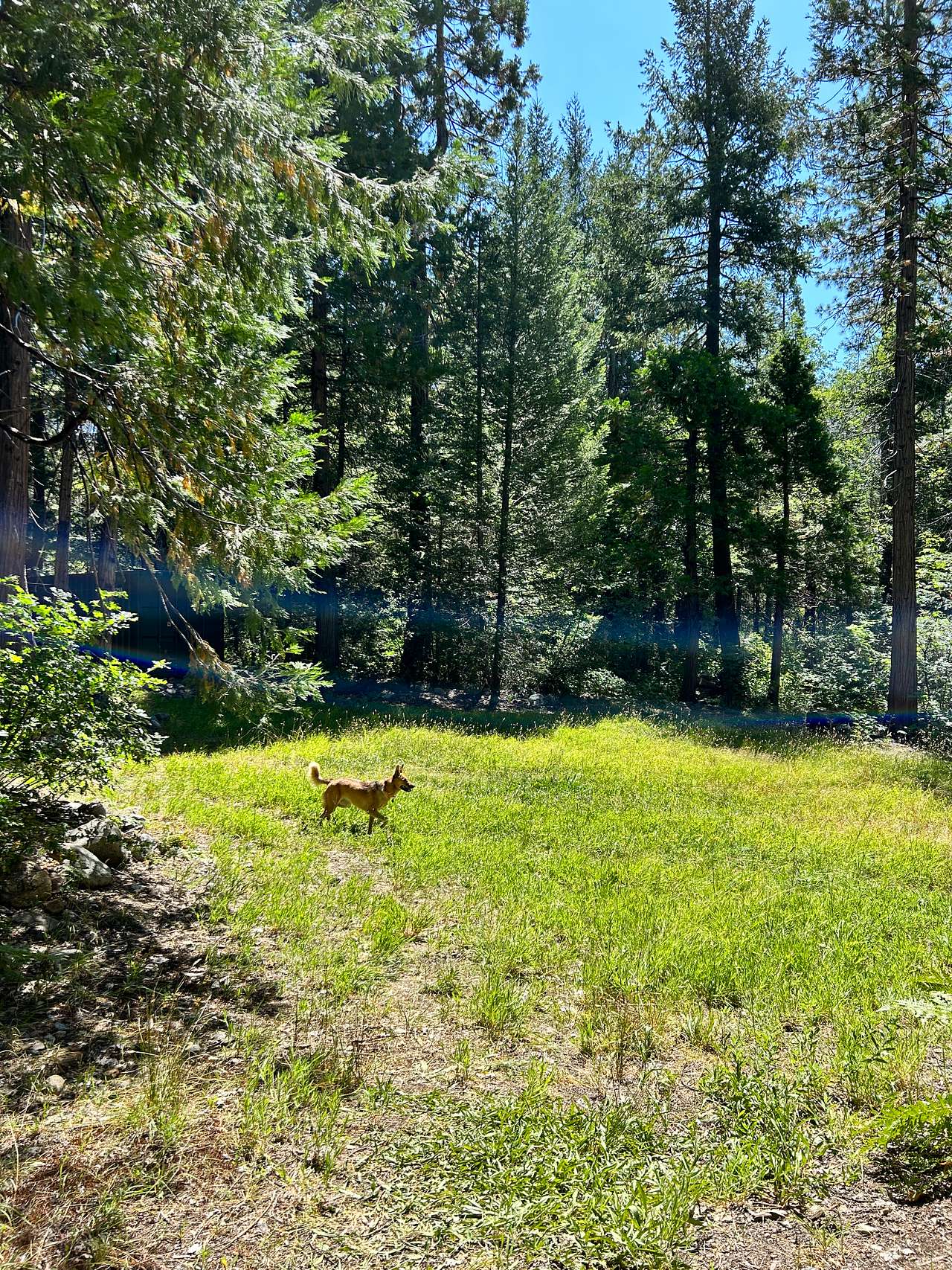 Bright Bear Camp in Tahoe NF