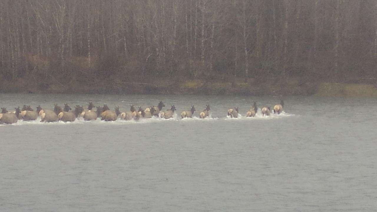 Elk Crossing