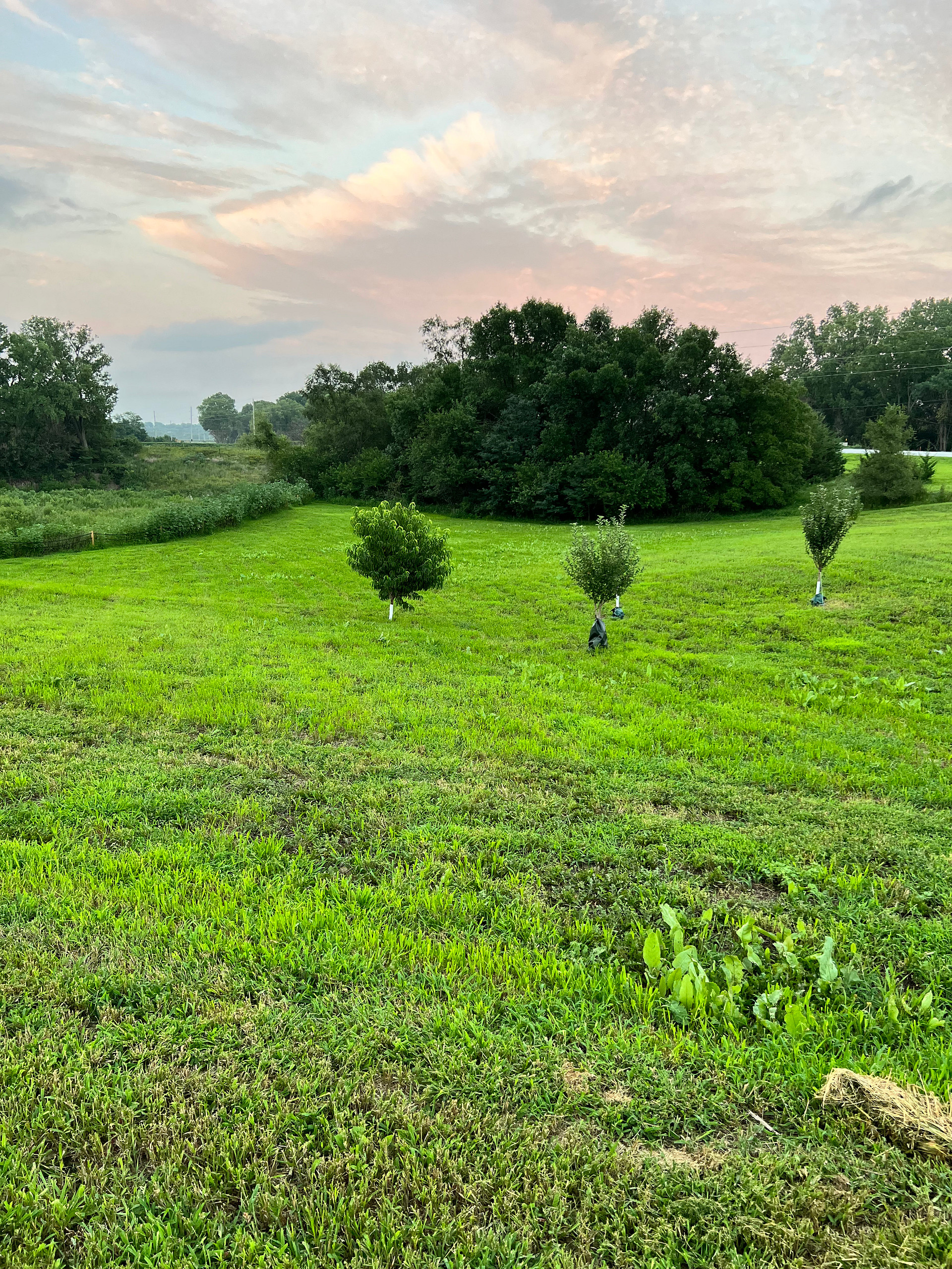 Open space near the orchard for Tents