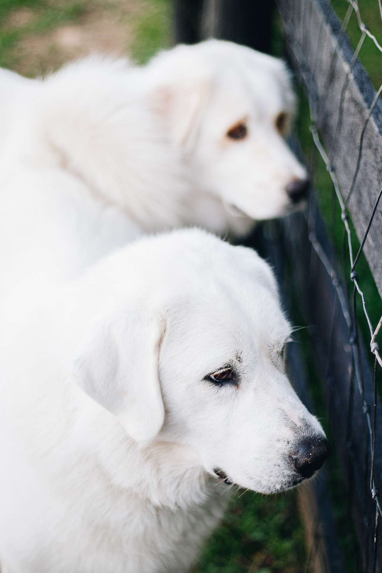 The sweet farm dogs! 