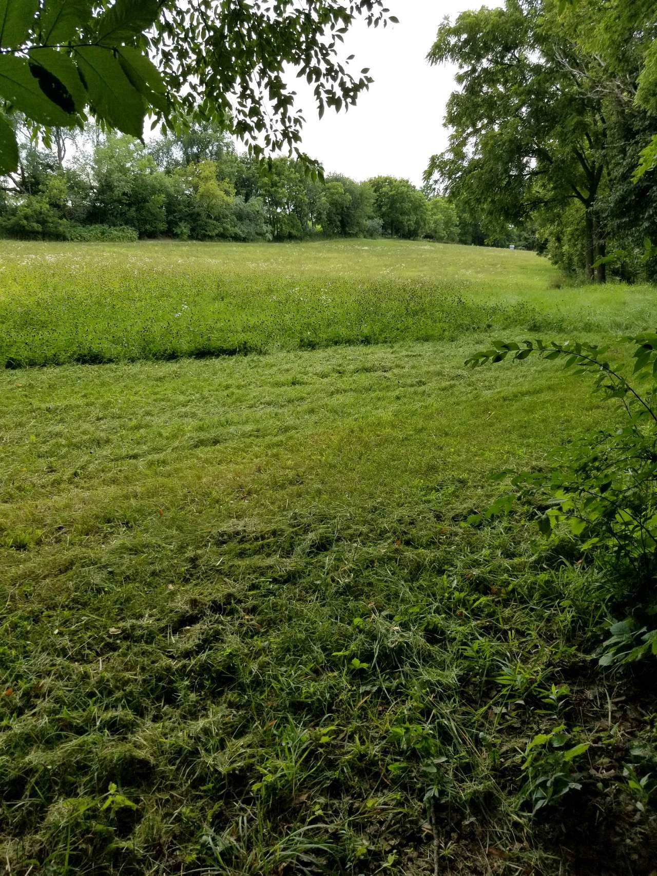 The view of the hayfield from campsite one
