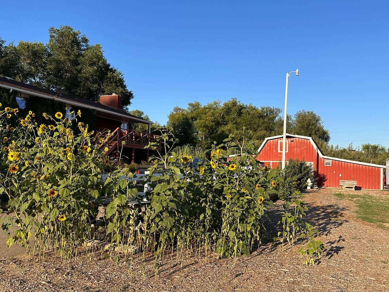 Raspberry Seed Farm