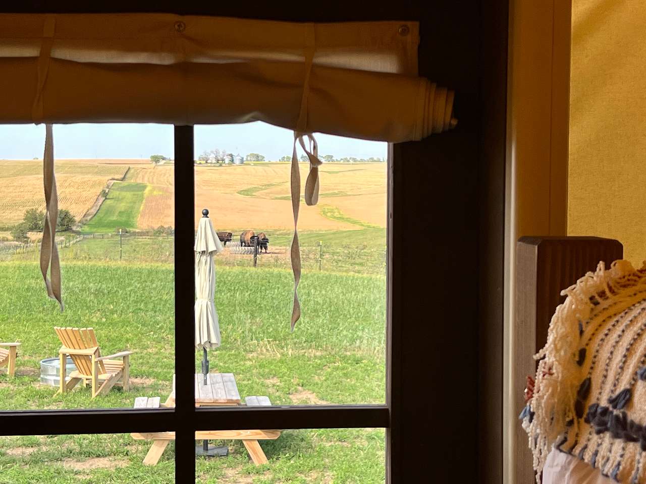 I peep Bison out the window