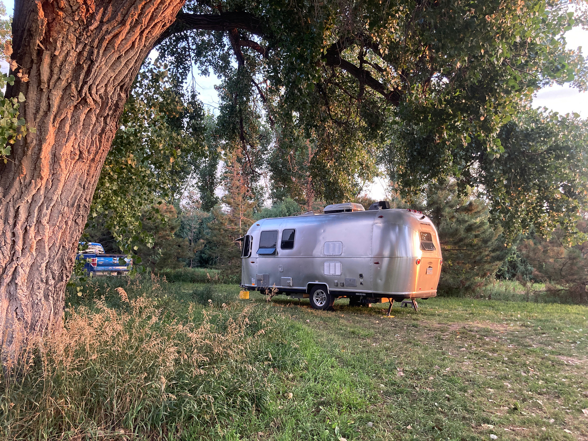 under the cottonwood for shade!