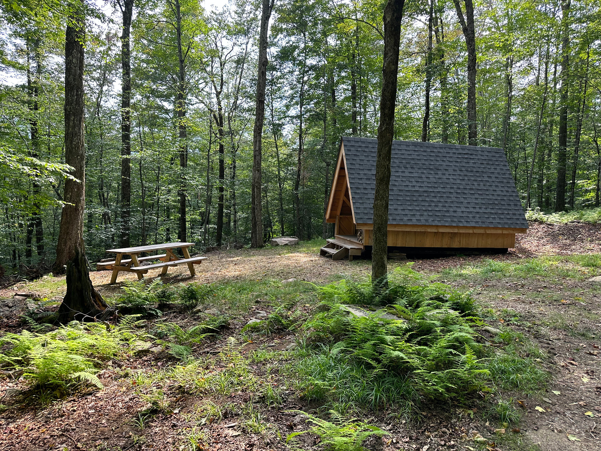 Burr Oaks Forest secluded campsites