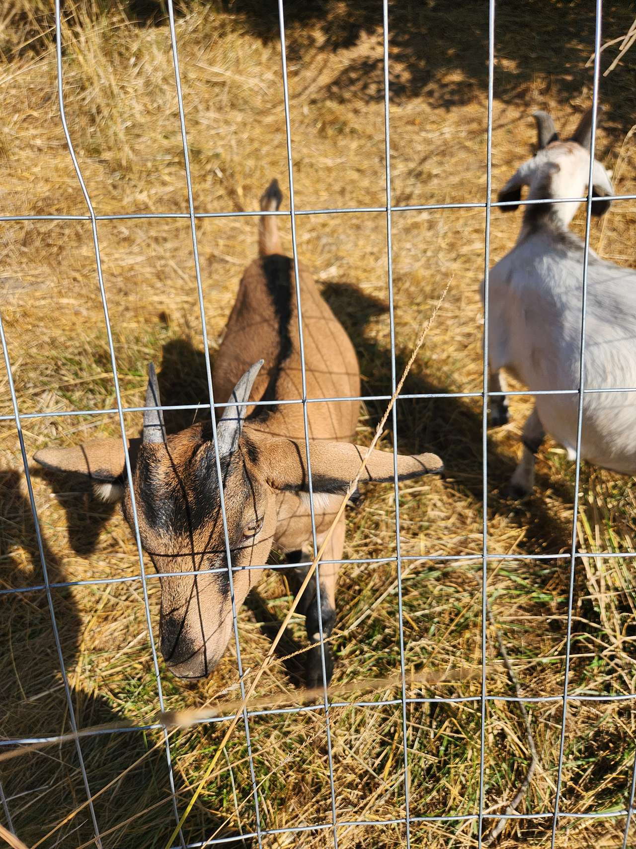 Circle C Farm